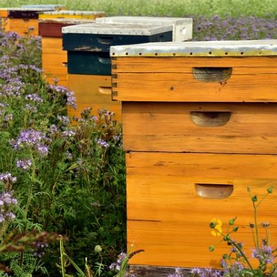 beehive-3703426_640